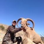 monster New Mexico Aoudad sheep