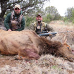 New Mexico guided cow elk