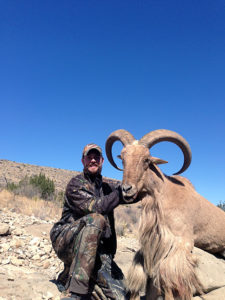 Aoudad-04