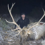 elk-in-New-Mexico