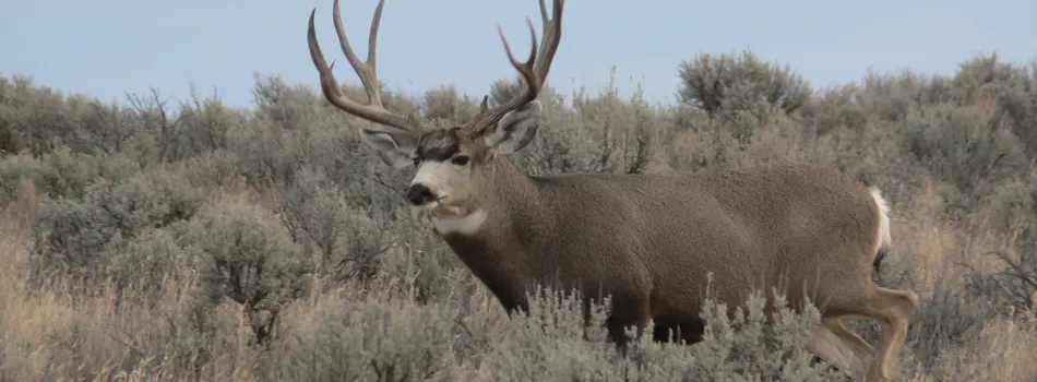 Compass West Outfitters mule deer hunt