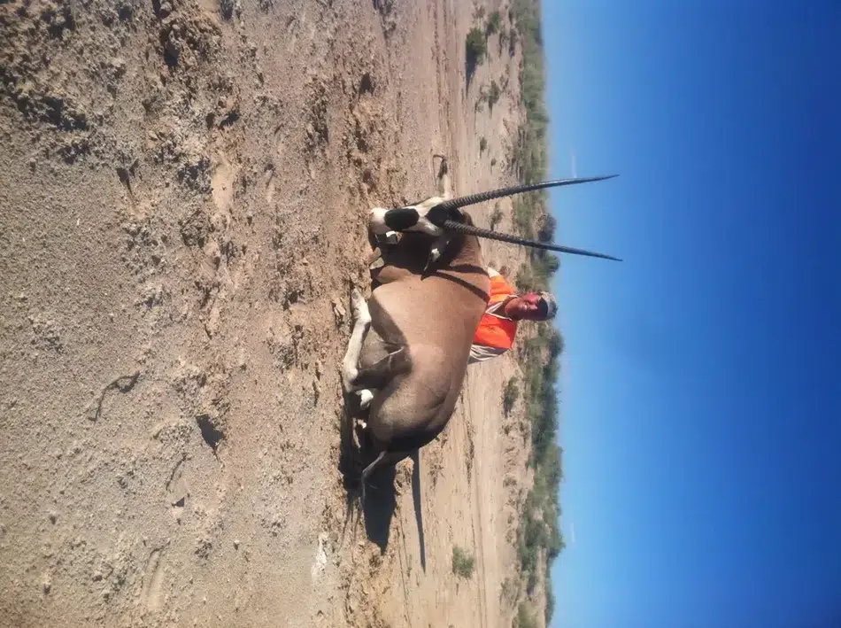 Compass West Outfitters oryx hunt