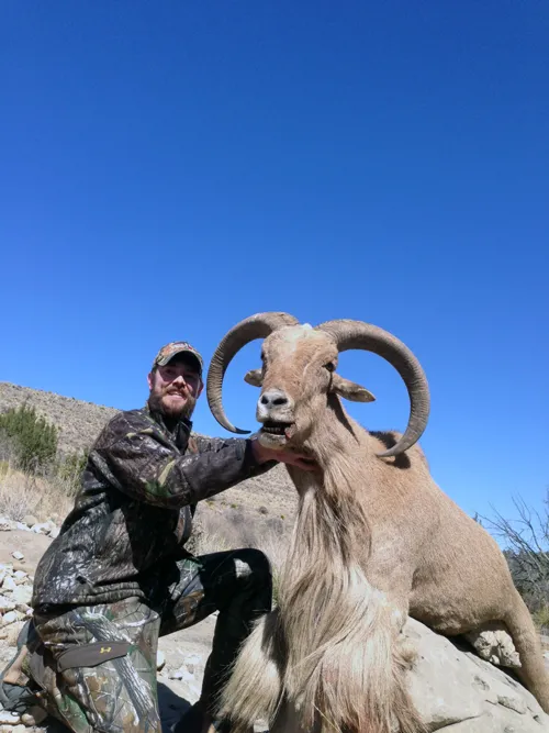 Compass West Outfitters sheep hunt
