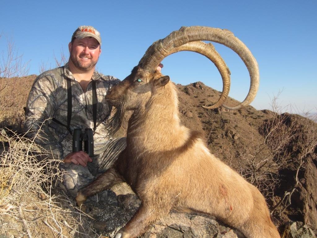 Free-range Persian ibex hunt in the Florida Mountains of New Mexico