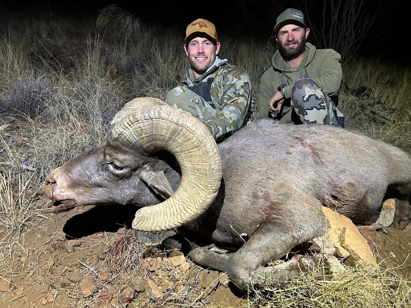New Mexico desert and Rocky Mountain bighorn sheep hunt