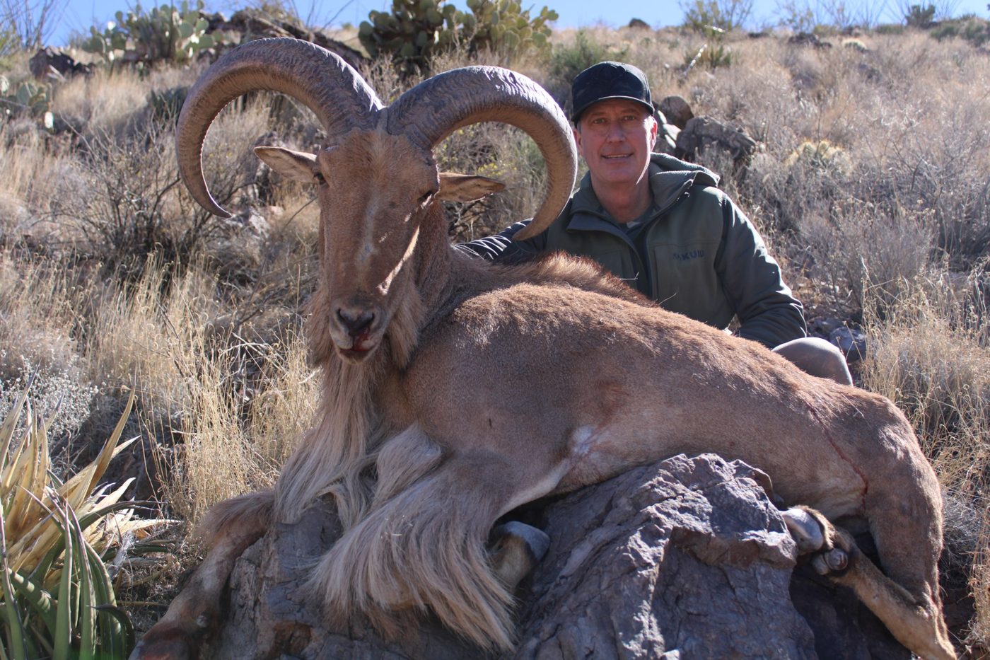 Free-range West Texas aoudad ram hunt in the Quitman Mountains