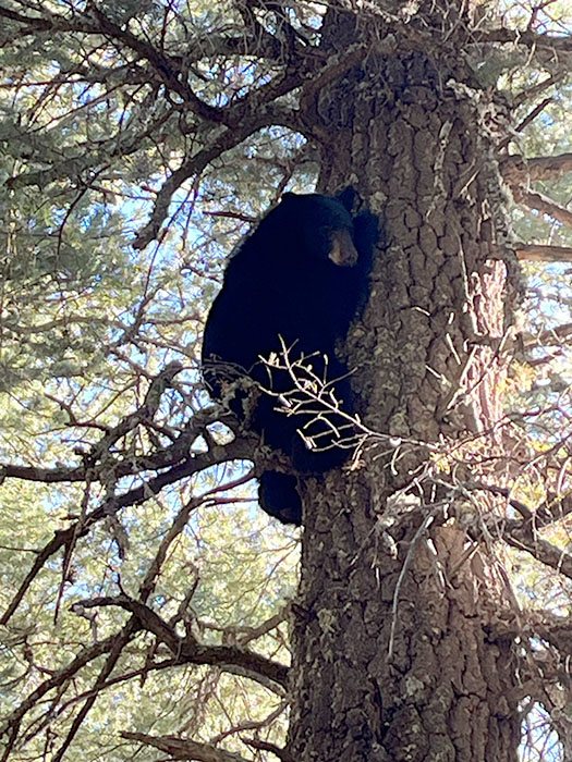 Bear & Lion hunt with Compass West Outfitters