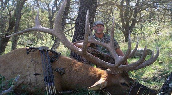 Trophy New Mexico bull elk in the rut