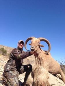 monster New Mexico Aoudad sheep