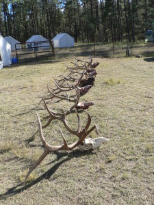 Unit 34 guided bow hunt, was a bad year for the elk