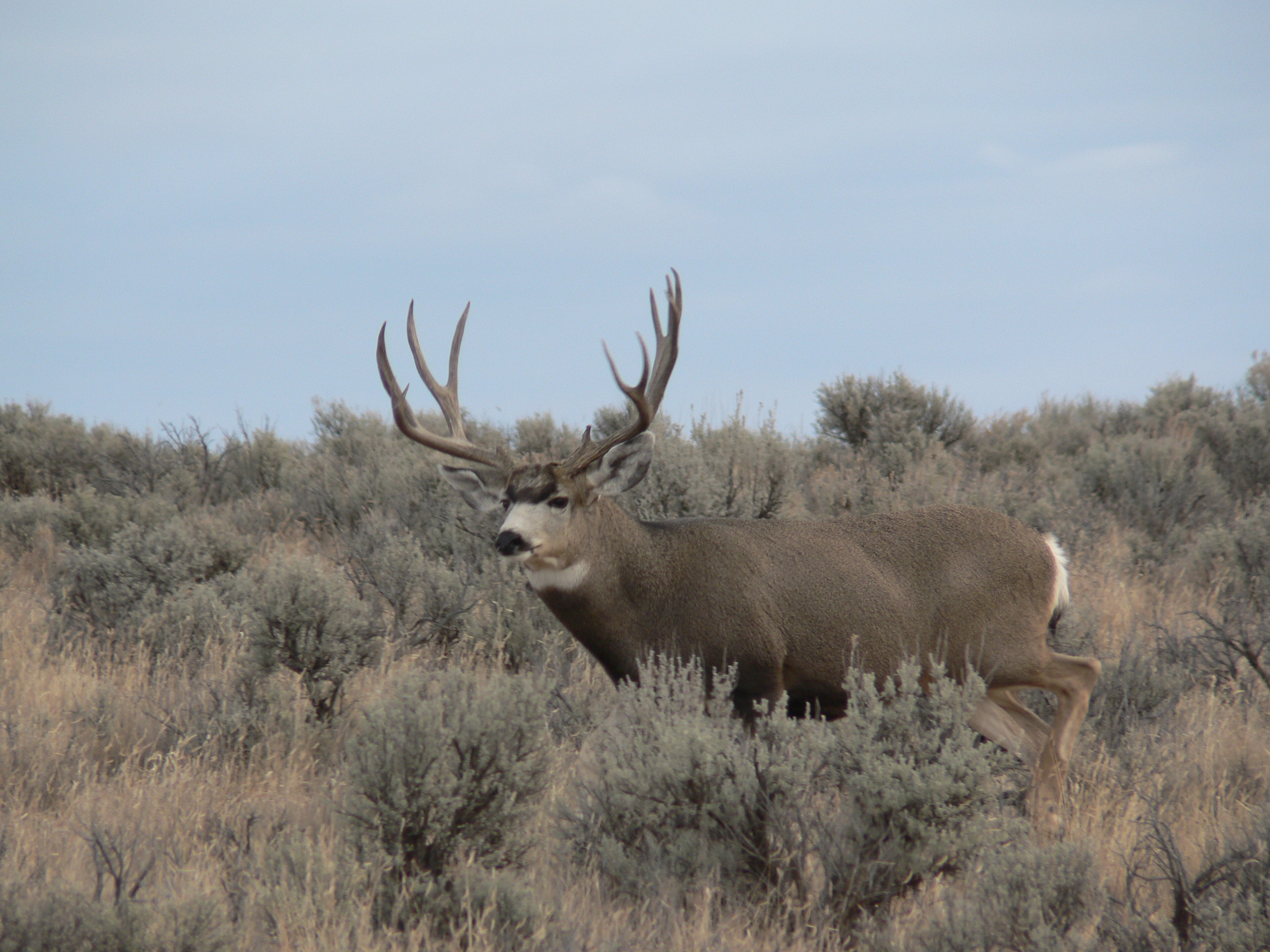 08-hunts-003-219-score-buck – Compass West Outfitters Compass West ...