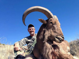 Aoudad-06