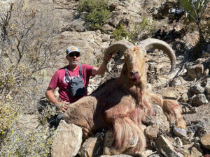 Big-aoudad-in-texas