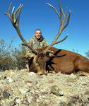 free-rangered-stag-in-Texas