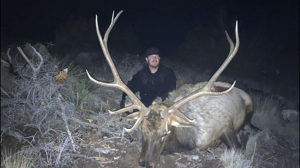 elk-in-New-Mexico