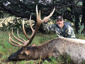 elk-time-in-New-Mexico
