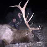 elk-hunting-in-winter