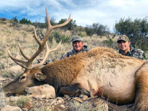 new-mexico-elk