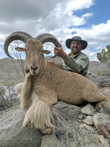 texas-aoudad