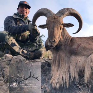 trophy-texas-aoudad