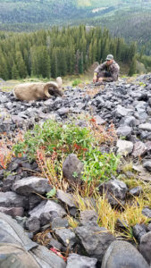 Colorado-S21-guided-sheep-hunting