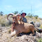 30inch-texas-sheep