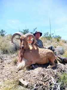 30inch-texas-sheep