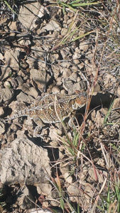 horny-toad-in-New-Mexico