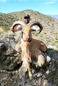 trophy-texas-aoudad