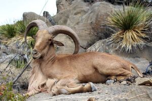 West-texas-sheep-hunting