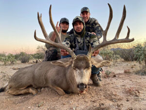 Sonora-mule-deer