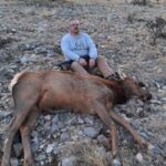 cow elk in New Mexico