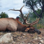 elk-in-New-Mexico-guided