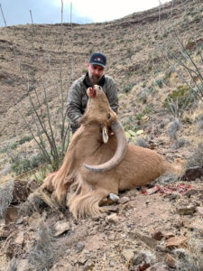 Giant-Aoudad