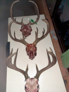 coues-deer-hunting-Mexico