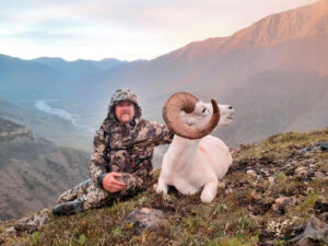 dall-sheep-NWT