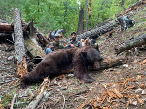 black-bear-with-hounds