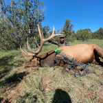 bow-hunting-guides-new-mexico