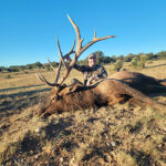 guided-elk-new-mexico