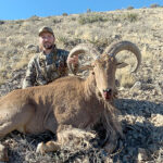 new-mexico-aoudad