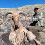 texas-aoudad