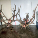 walkin-cooler-filling-up-in-elk-season