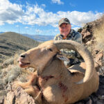 Aoudad