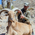 Aoudad-hunting-tx