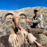 Aoudad_guided_sheep_in_texas