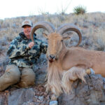 Guided-aoudad