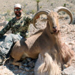 Texas-Aoudad-guided-hunts
